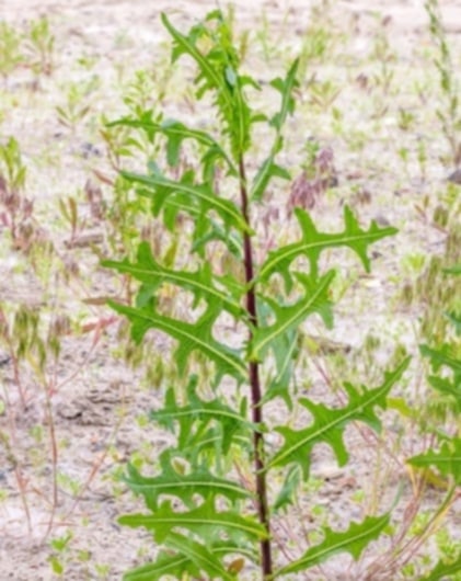 Wild Lettuce