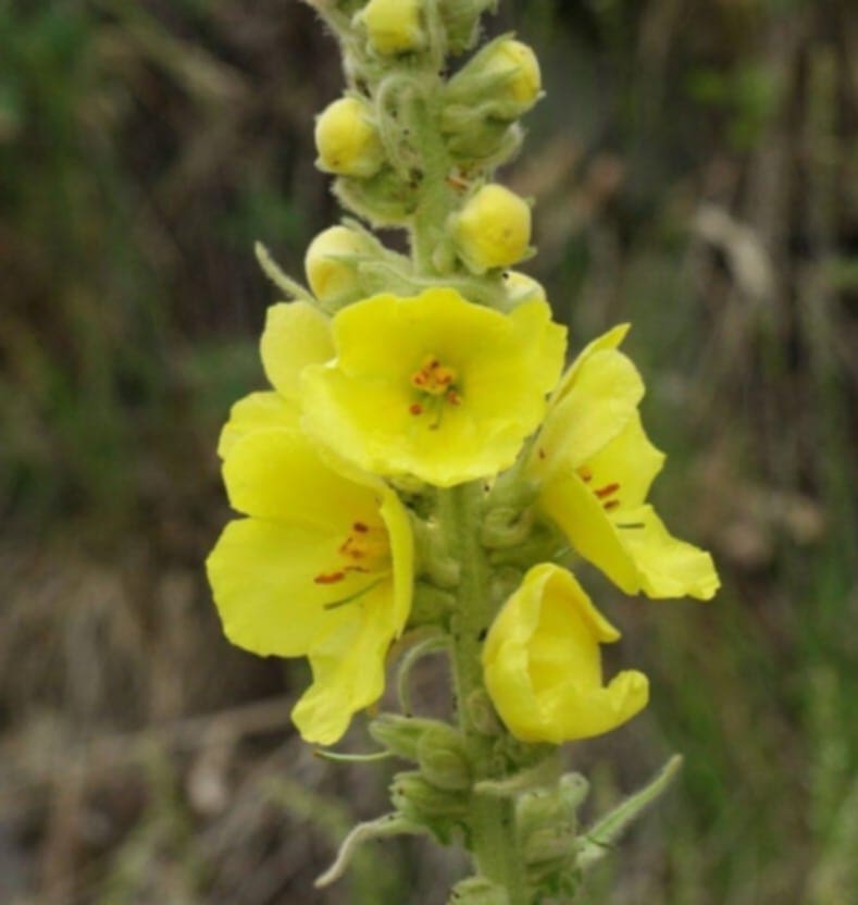 Dried Mullein Flowers