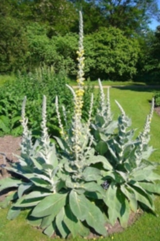 Mullein