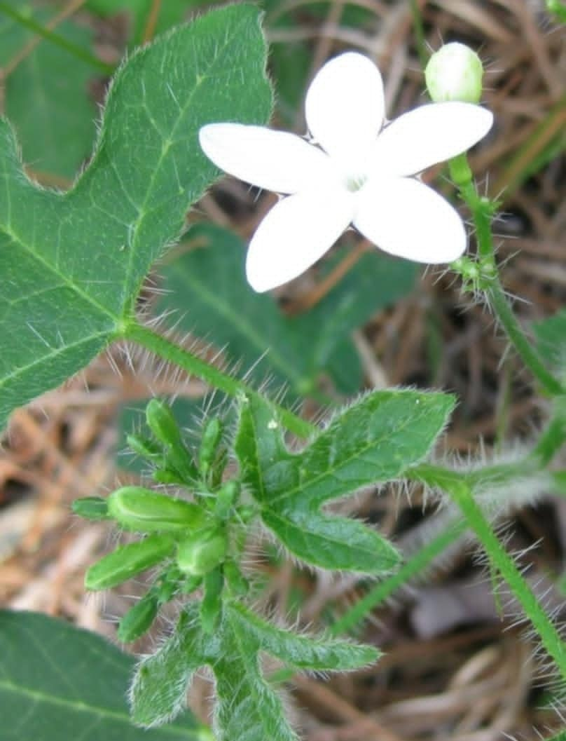 Stinging Nettle